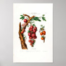 Recherche de raisin rouge posters Illustration