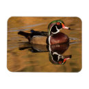 Recherche de le canard magnets Oiseau