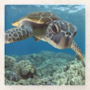 Search for backdrop coasters Animal