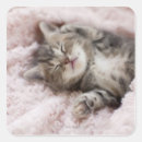 Search for sleeping cat stickers Baby