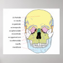 Search for bone diagram posters Skull