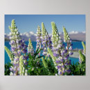 Recherche de de lupin posters Nature