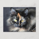 Recherche de chat sibérien cartes postales Animal