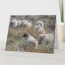 Search for flocking sheep cards Animals