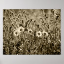Search for black white sunflower art Botanical