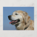 Recherche de headshot postcards Photographe canin