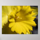 Search for yellow daffodil flower posters Floral