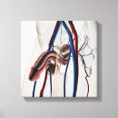 Search for circulatory system art Artery