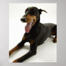 Search for doberman art Black