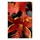 Search for poinciana posters Royal