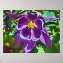 Recherche de purple flower posters Flowers