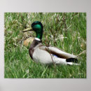 Search for drake posters Waterfowl