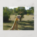Search for mantis postcards Funny