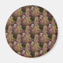 Search for redbud tree Green