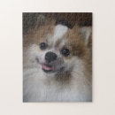 Recherche de pomeranian puzzles Pour tous