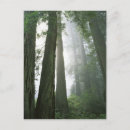 Recherche de grand format cartes postales Vert