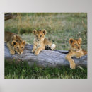 Recherche de gros chat posters Kenya