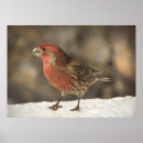 Recherche de finches posters Ornithologie