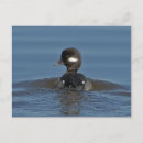 Search for bufflehead Nature