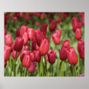 Search for liss posters Dutch