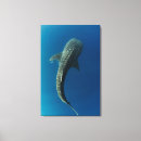 Recherche de remora Rémora