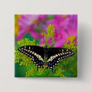 Search for swallowtail buttons Insect