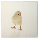 Recherche de poulet bébé carreaux Animal