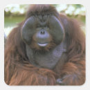 Search for orangutans stickers Pongo pygmaeus
