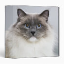 Search for cat binders Feline