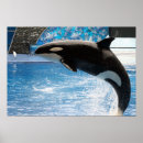 Search for killer whale posters Black