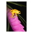 Search for poison dart frog posters Close up