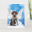 Search for pointer pet supplies Gsp