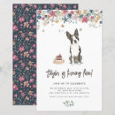 Search for boston terrier birthday Dog