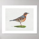 Search for thrushes posters Songbird