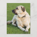 Search for anatolian shepherd Karabash