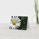 Search for shasta cards Daisy