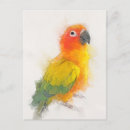 Search for conure postcards Colourful
