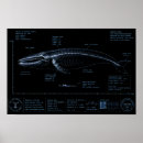 Recherche de baleine posters Biologie marine