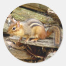 Search for chipmunks stickers Nature