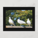 Search for tiny birds postcards Animals