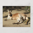 Recherche de roos cartes postales Australie