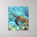 Search for turtles canvas prints Underwater