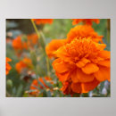 Search for marigold posters Photography