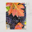 Recherche de raisins vigne cartes postales Vignes