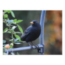 Recherche de petit oiseau photographie Aviaire