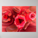 Recherche de globules sanguins posters Tridimensionnel