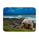 Search for turtle magnets Background