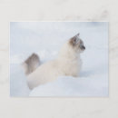 Recherche de chat neige cartes postales Bleu