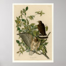 Search for broad posters Hawk