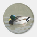 Search for duck magnets Design